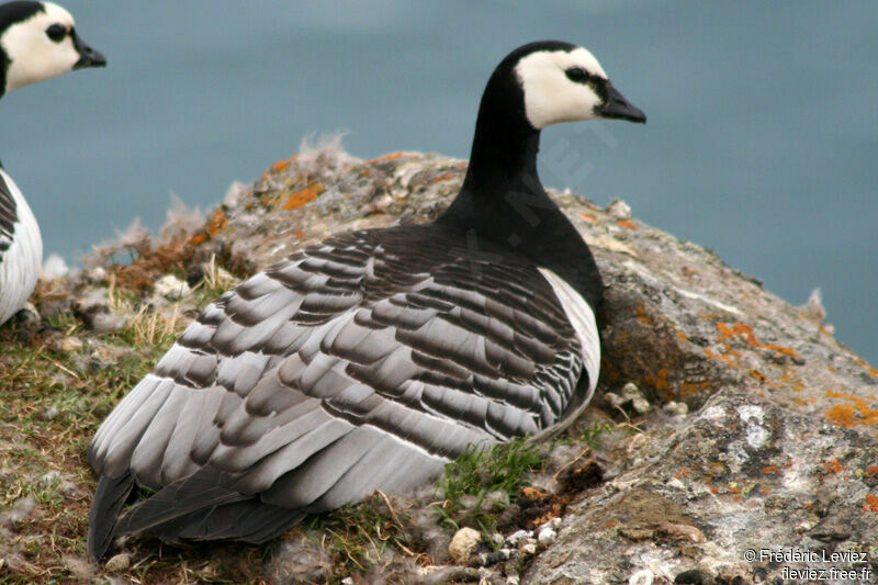 Barnacle Gooseadult breeding