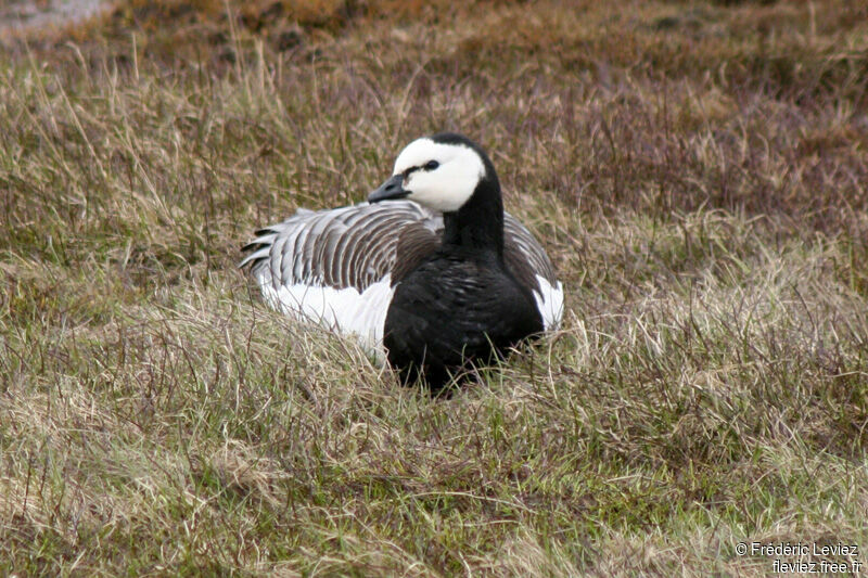 Barnacle Gooseadult breeding