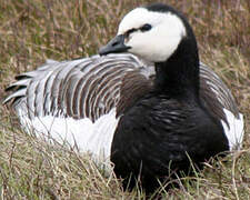 Barnacle Goose