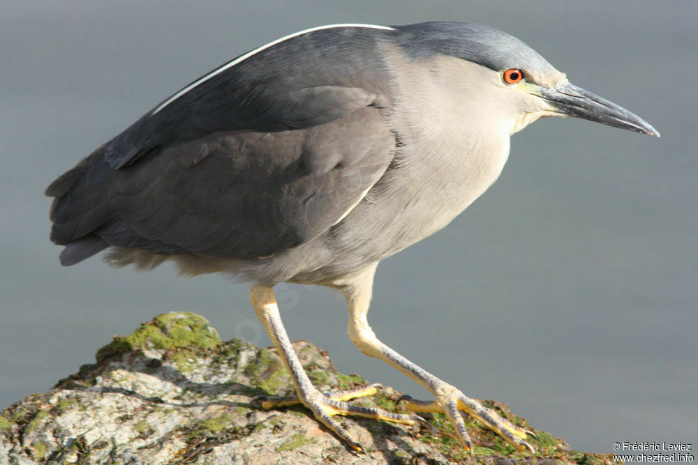 Bihoreau gris mâle adulte