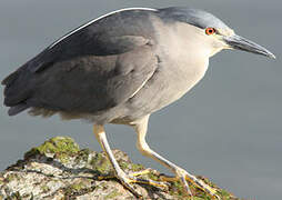 Black-crowned Night Heron