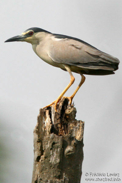 Black-crowned Night Heronadult