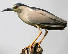 Black-crowned Night Heron