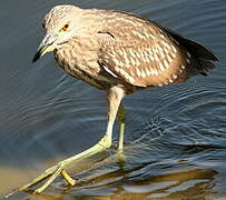 Black-crowned Night Heron