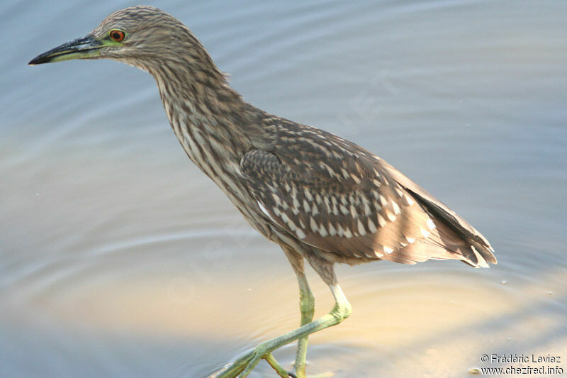 Black-crowned Night HeronFirst year