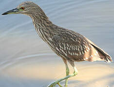 Black-crowned Night Heron