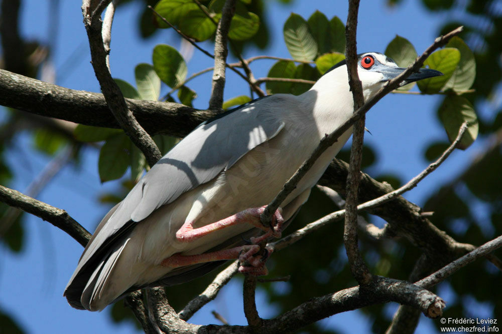 Bihoreau grisadulte, identification