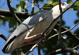 Black-crowned Night Heron