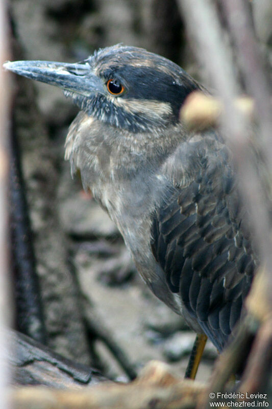 Yellow-crowned Night Heronadult