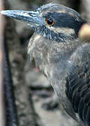 Yellow-crowned Night Heron