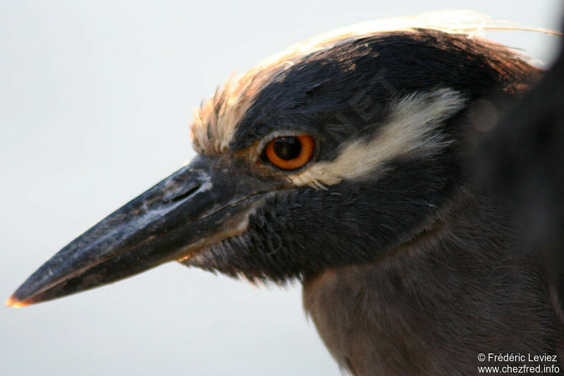 Yellow-crowned Night Heronadult