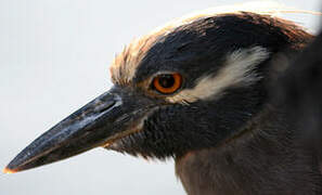 Yellow-crowned Night Heron