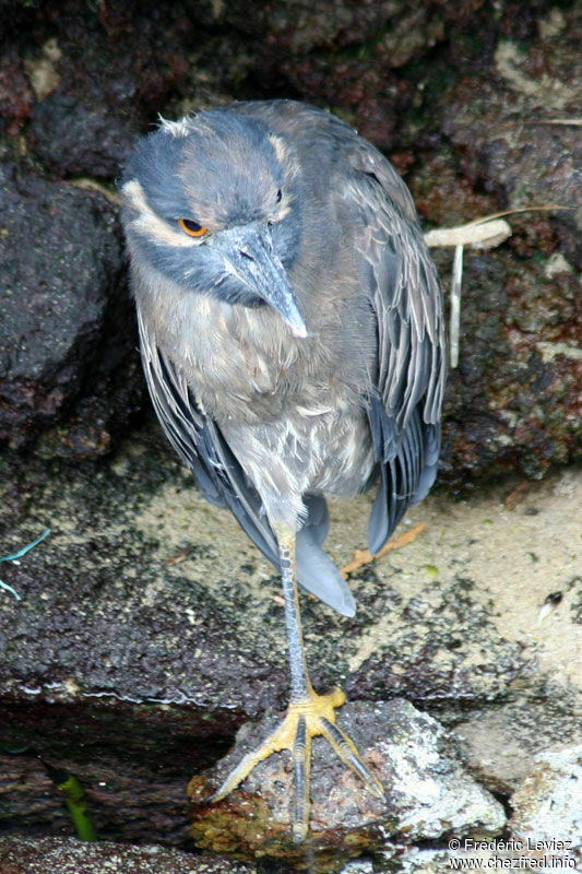 Yellow-crowned Night Heronadult