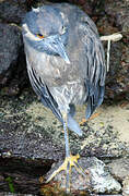 Yellow-crowned Night Heron