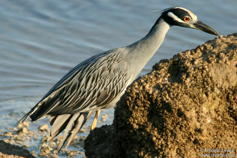 Yellow-crowned Night Heronadult