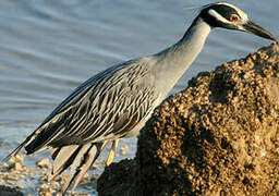 Yellow-crowned Night Heron