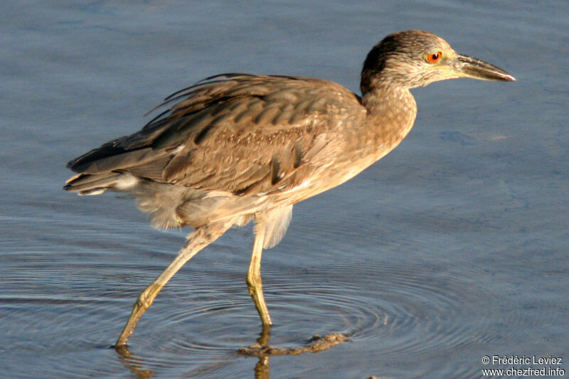 Yellow-crowned Night Heronimmature