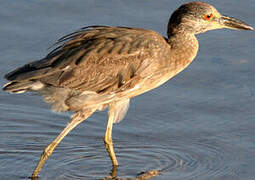 Yellow-crowned Night Heron