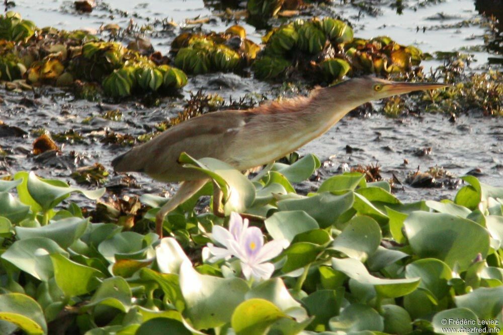 Yellow Bittern, identification, Behaviour