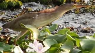 Yellow Bittern