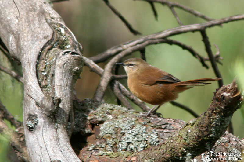 Cinnamon Bracken Warbleradult