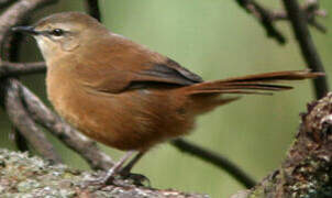 Cinnamon Bracken Warbler