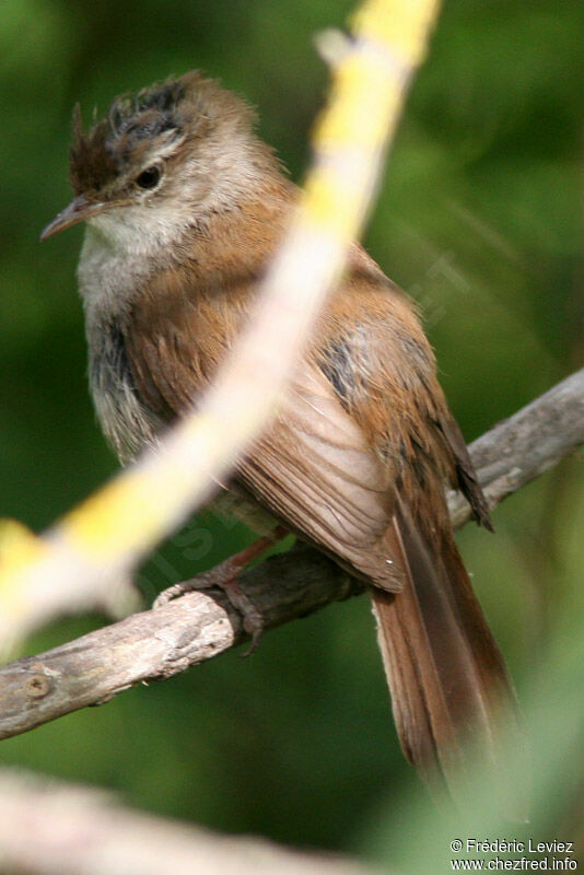 Cetti's Warbleradult