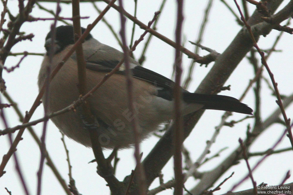 Eurasian Bullfinch female adult