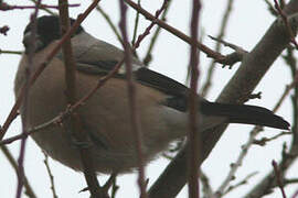 Eurasian Bullfinch