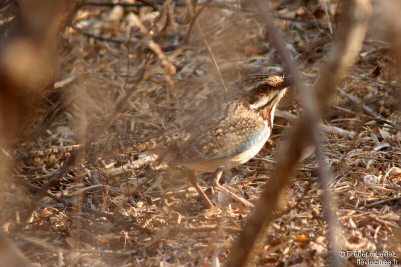 Long-tailed Ground Roller