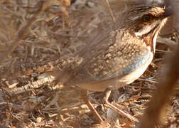 Long-tailed Ground Roller