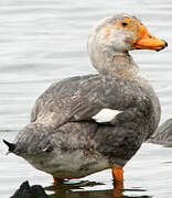 Fuegian Steamer Duck