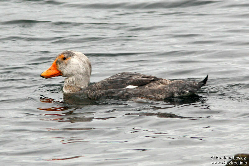 Fuegian Steamer Duck male adult breeding