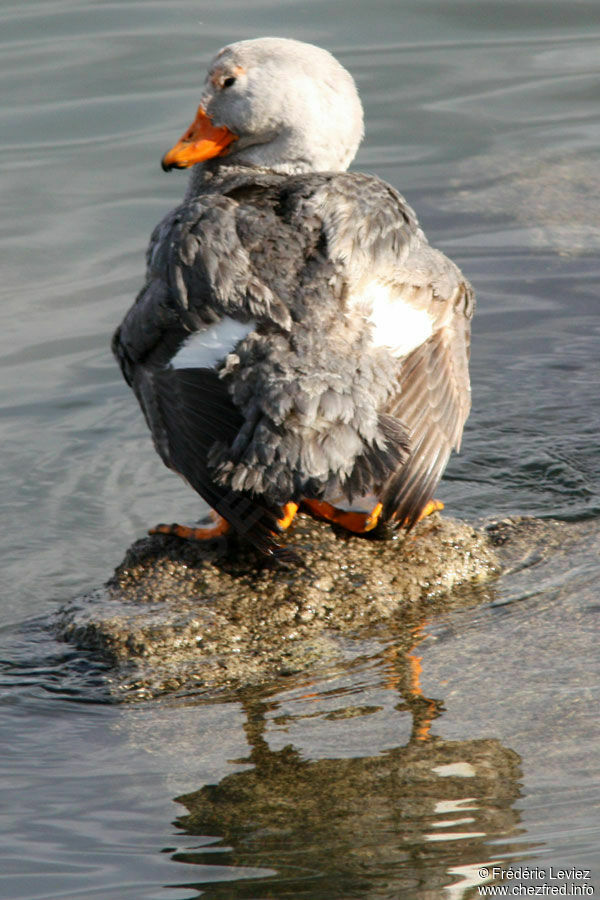 Fuegian Steamer Duck male adult breeding