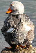 Fuegian Steamer Duck