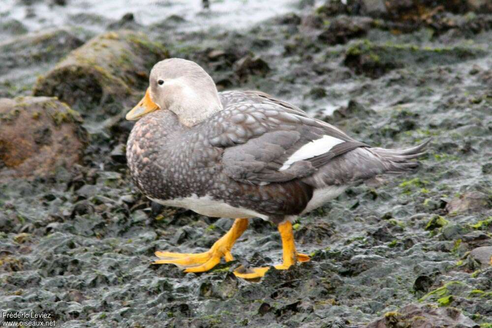 Flying Steamer Duck male adult, identification