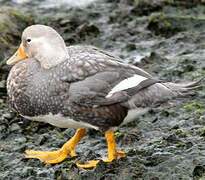 Flying Steamer Duck