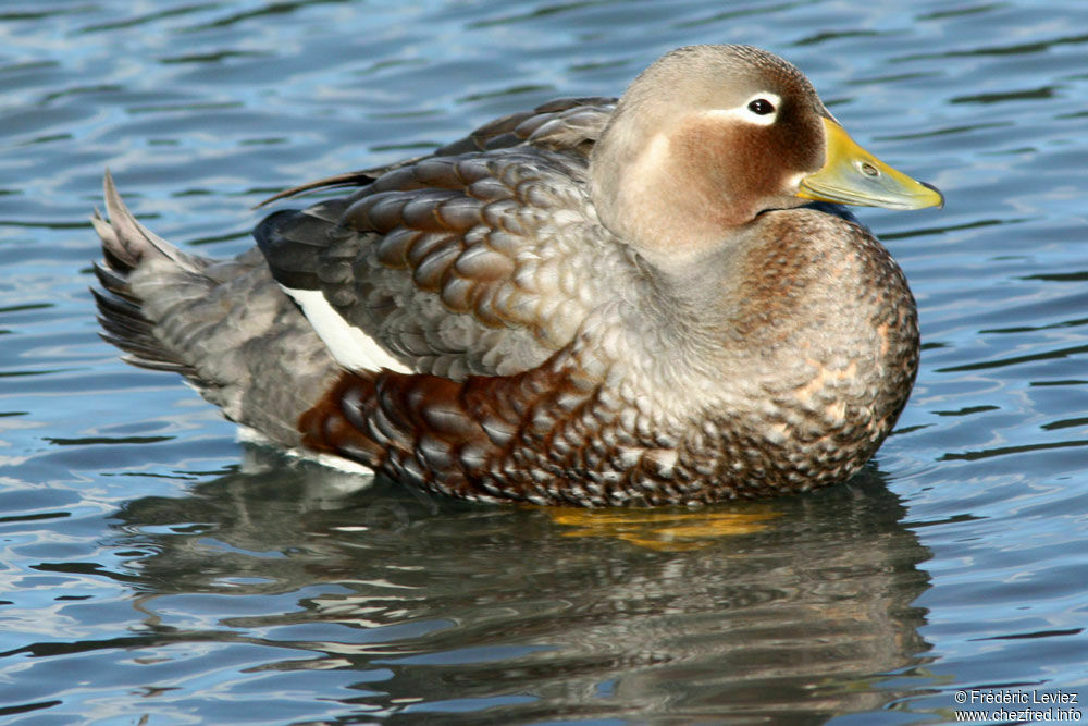 Flying Steamer Duck female adult