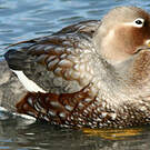 Brassemer de Patagonie