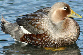 Flying Steamer Duck