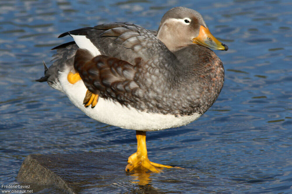 Flying Steamer Duck male adult