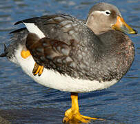 Flying Steamer Duck