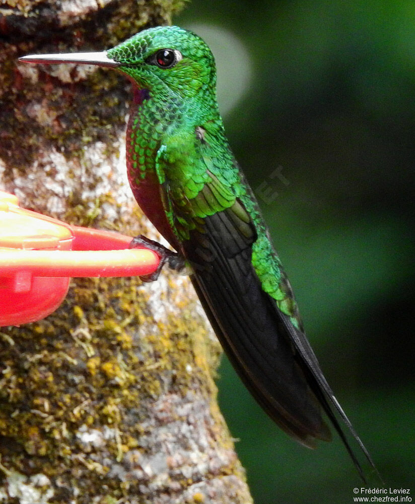 Green-crowned Brilliant male adult, identification