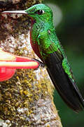 Green-crowned Brilliant