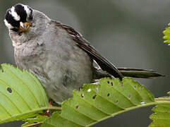 White-crowned Sparrow