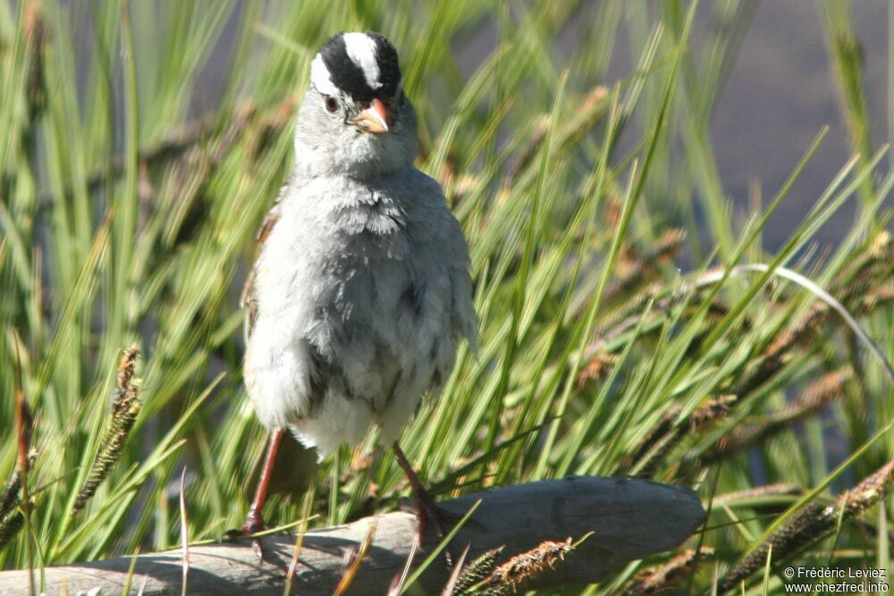 White-crowned Sparrowadult, identification