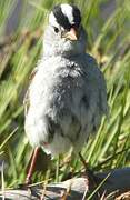 White-crowned Sparrow