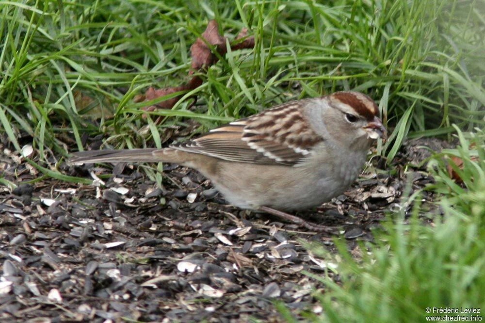 Bruant à couronne blanche, identification