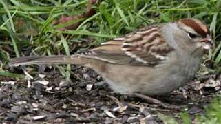 White-crowned Sparrow