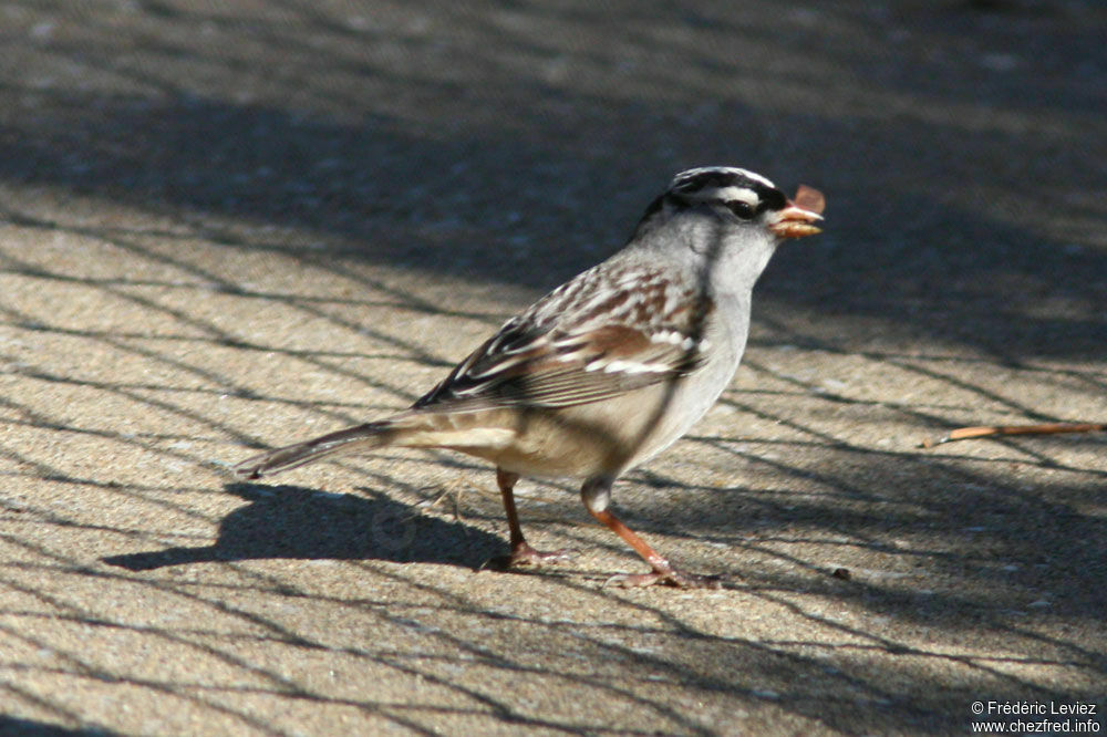 Bruant à couronne blancheadulte, identification